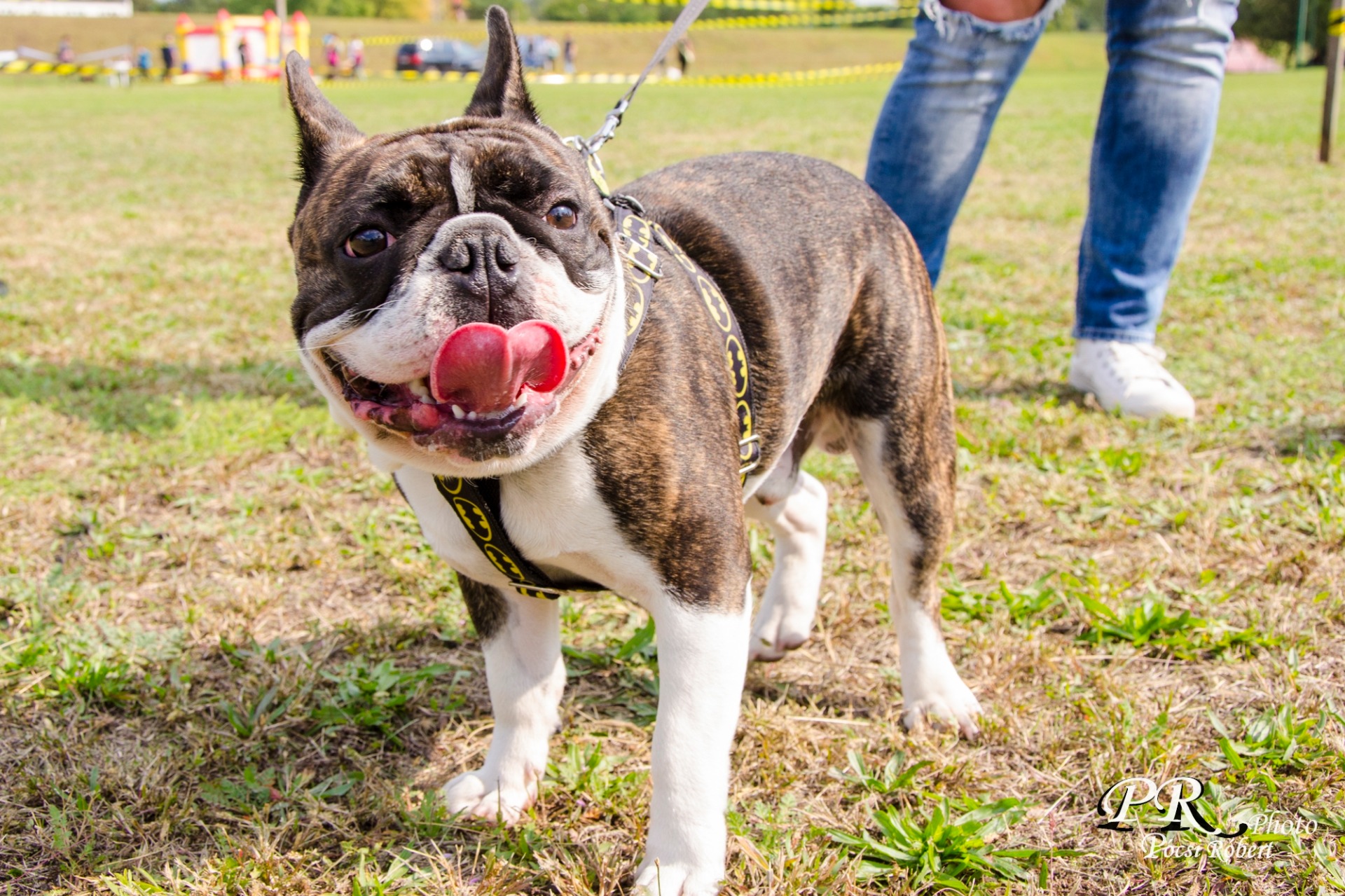 I. Tapolcai Családi Kutyás Nap -2017